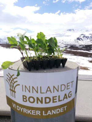 Innlandet Bondelag med friske kålplanter i nordavind på Valdresflya.