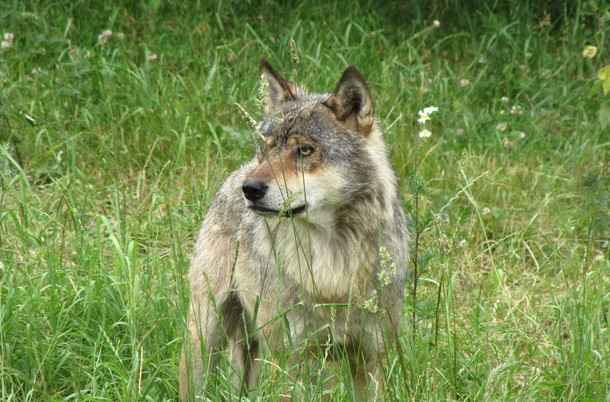 Bilde av en vill ulv