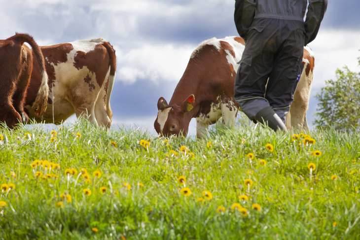 Kyr og bonde i eng. Foto Inga Rossing 