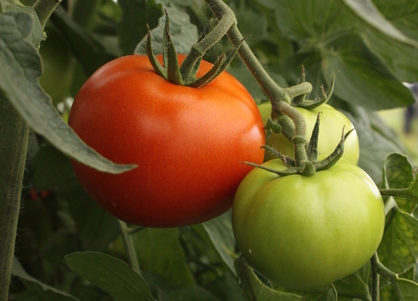 Grønn og rød tomat