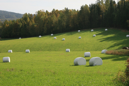 Bedre grovfôr er en del av Bondelagets plan for å gjøre Norge mer selvforsynt. 