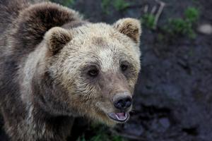 Bestandsmålet for bjørn må reduseres, mener organisasjonene.