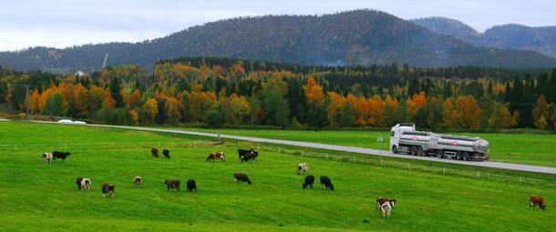 Melkebilen henter melk overalt i Norge. 