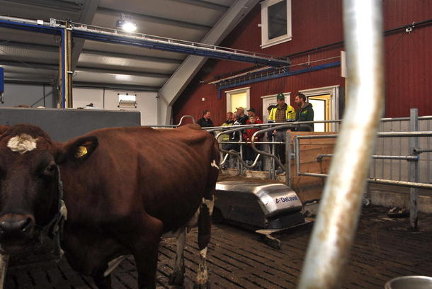Kyr og bonde på Midtbø har bytta fra høygaffel og gjødselskrape til båndefôring og skraperobot. Overgangen har gått tilnærma smertefritt.