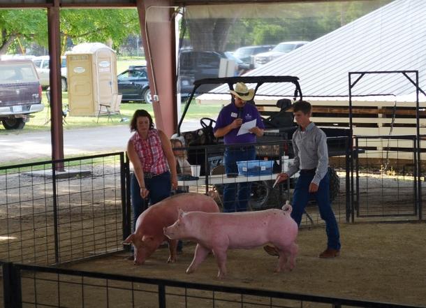 Vertssøster Amanda stiller ut gris under en County Fair i Kansas