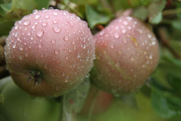 Smakfulle epler frå Longerak i Bygland. ( foto: øystein moi)