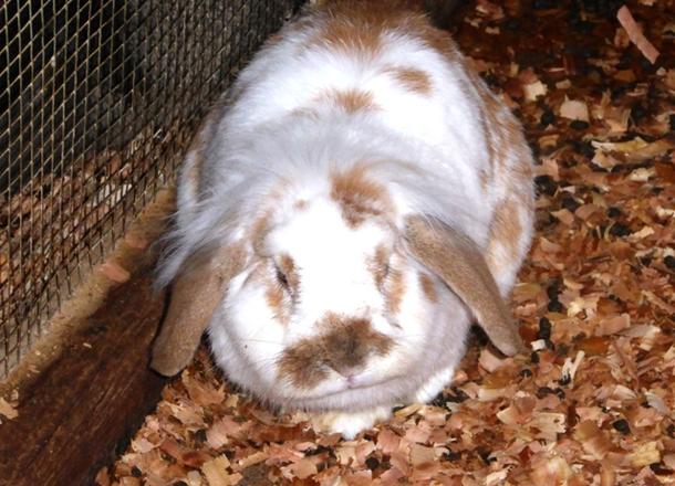 I tillegg til produksjonsdyr, har Framnes Gård mellom anna kaniner og minigris.