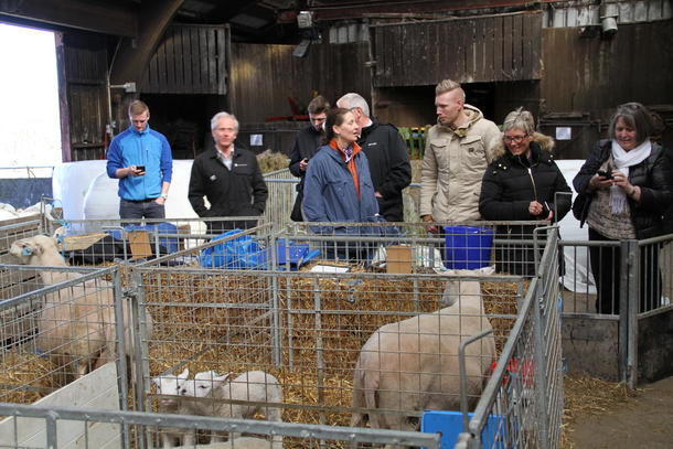 Nyfikne politikarar og nyfødde lam.(Foto: øystein Moi)