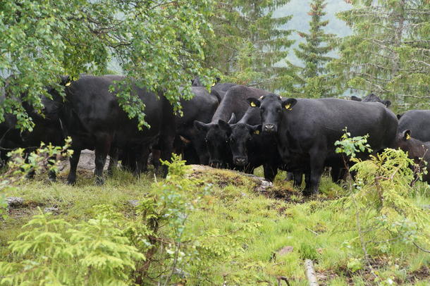 PRODUSERER IKKJE NOK I NORGE: Norge importerer over 20 tusen tonn med storfekjøtt. 