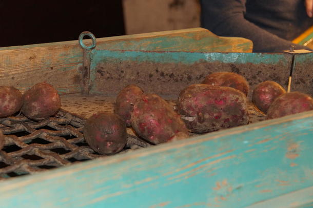 Nokre av potetene skulle pakkast og seljast, medan andre skulle nyttast til dyrefôr. 