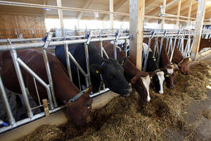 Gode priser første til økning i jordbruksinntektene for melkebøndene i Nord-Trøndelag i 2015.