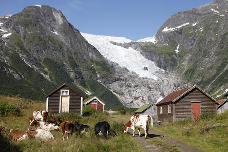 Illustrasjonsfoto: Storfe på beite i Bøyadalen i Fjærland