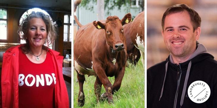 Dame i rød genser og ku promoterer møte om økologisk melk- og kjøttproduksjon i Trøndelag