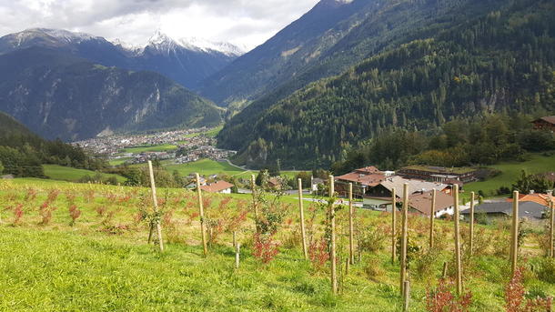Deler av frukt og bær-hagen med utsikt over Mayrhofen