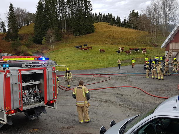 Brannbiler og brannmenn på gårdstun med kyr i bakgrunn på beite